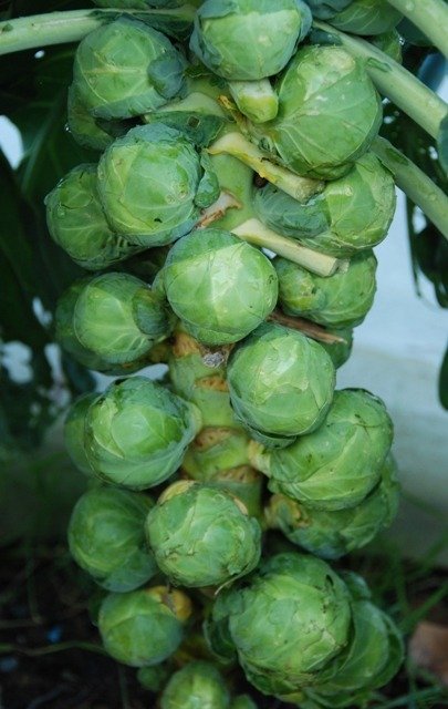 Brussels Sprout Doric F1
