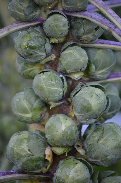 Brussels Sprout Groninger