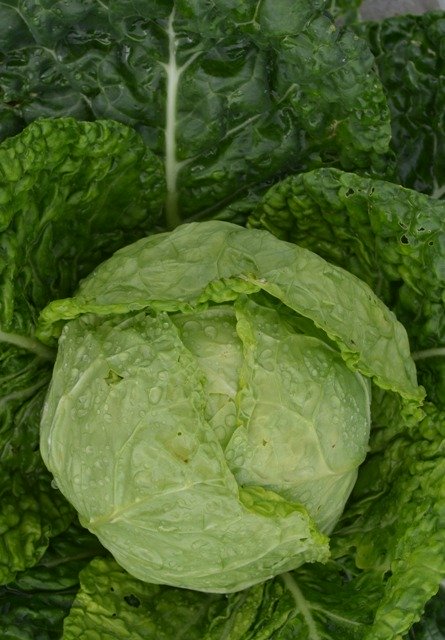 Cabbage Vorbote 3 Hilmar