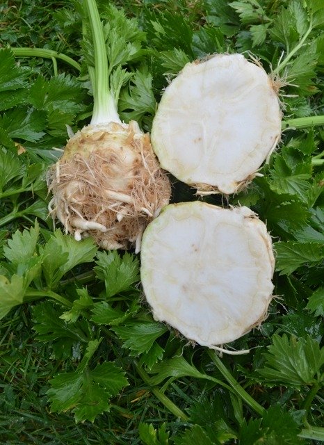 Celeriac Ibis