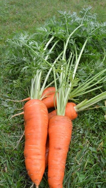 Carrot Rodelika