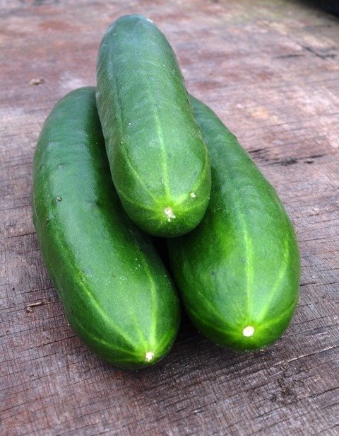 Cucumber Akito F1