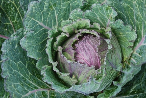 Cabbage Deadon F1