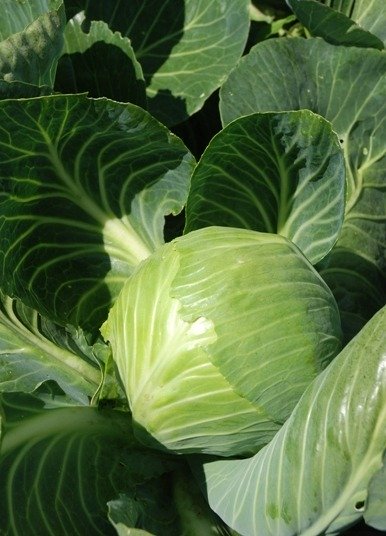 Cabbage Drago F1