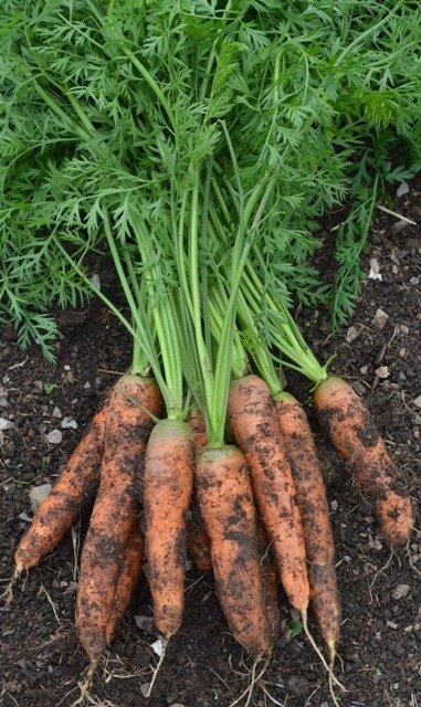 Carrot Milan