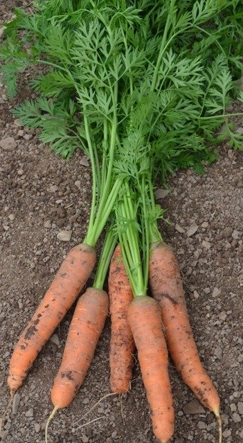 Carrot Napoli F1
