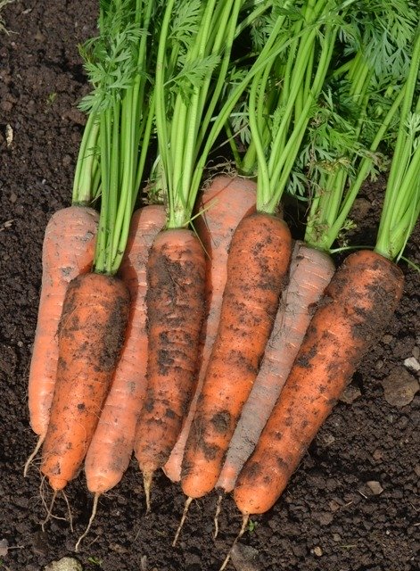 Carrot Solvita