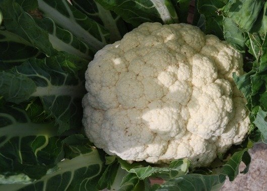 Cauliflower Skywalker F1