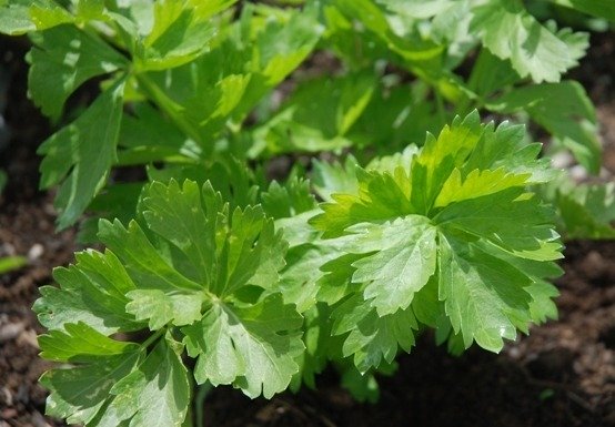 Celery Leaf Early Bell