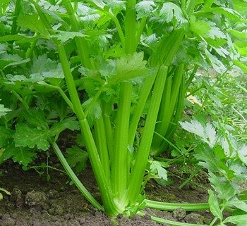 Celery Tall Utah