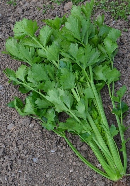 Celery Tango