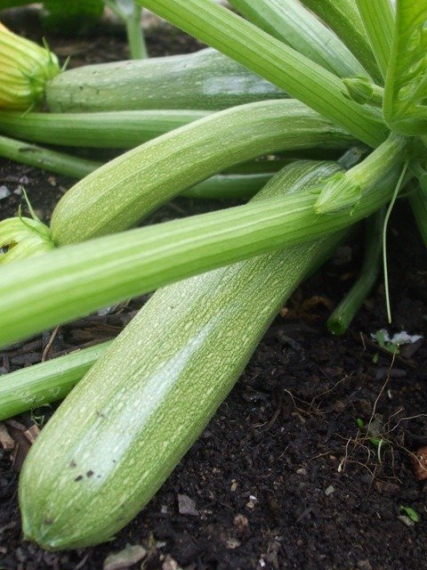 Courgette Genovese