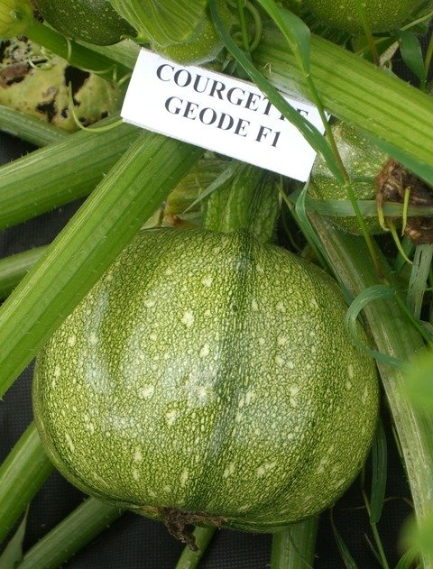 Courgette Geode F1