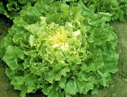 Endive Nuance