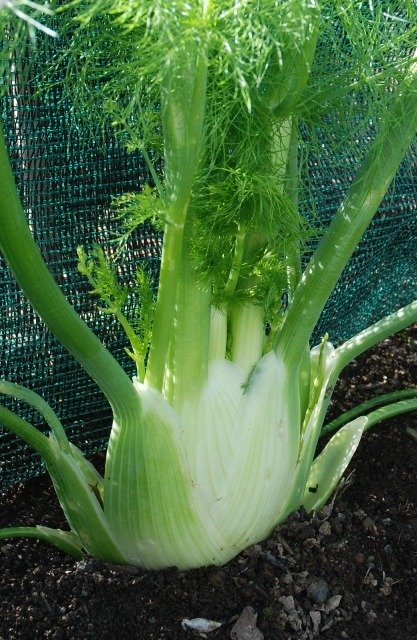 Florence Fennel Fino