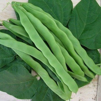 French Climbing Bean Helda