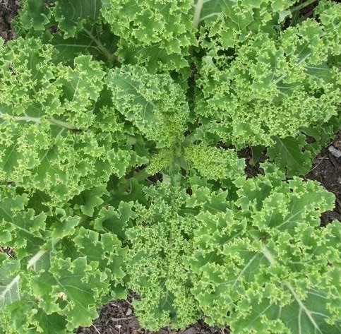 Kale Halbhoher Grun Krauser