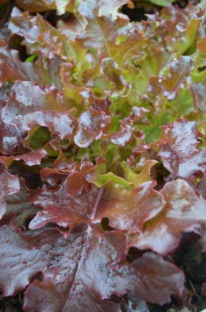 Lettuce Red Salad Bowl