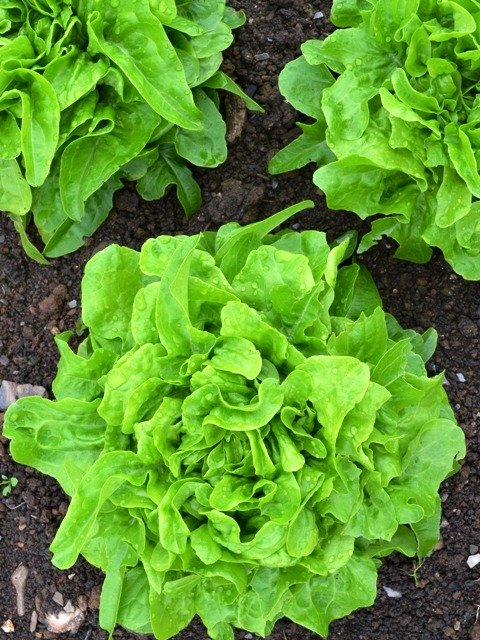 Lettuce Till