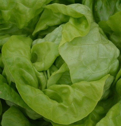 Lettuce Analora