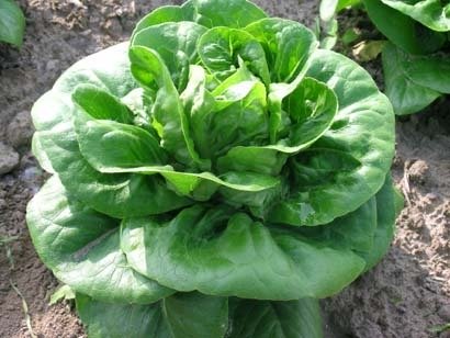 Lettuce Maureen