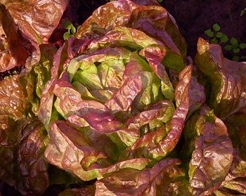 Lettuce Roxy