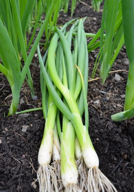Onion Ishikura