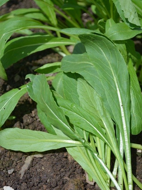 Oriental Mibuna