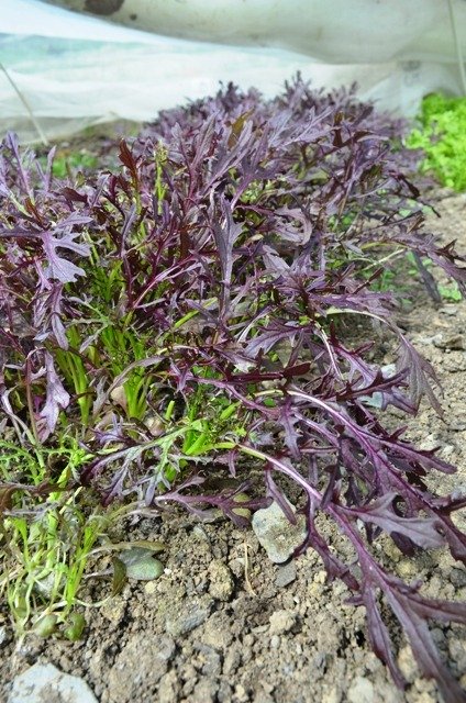 Oriental Purple Frills