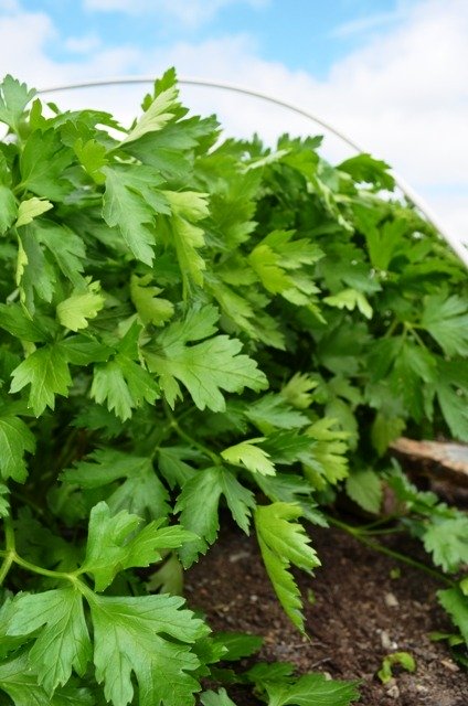 Parsley Italian Giant