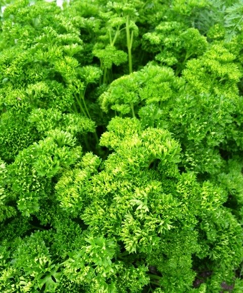 Parsley Moss Curled
