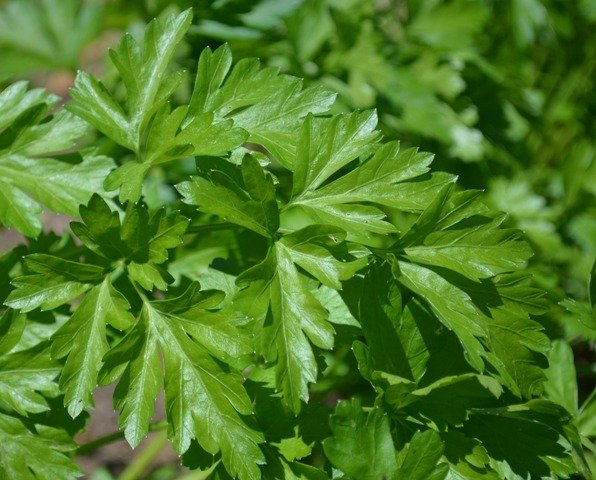 Parsley Plain French