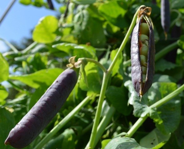 Pea Ezetas Krombek