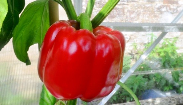 Pepper Sprinter