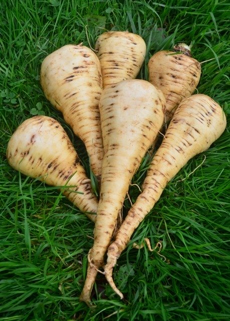 Parsnip Aromata