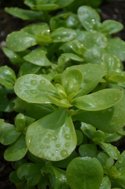 Summer Purslane