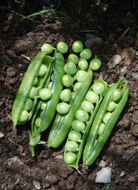 Pea Kelvedon Wonder