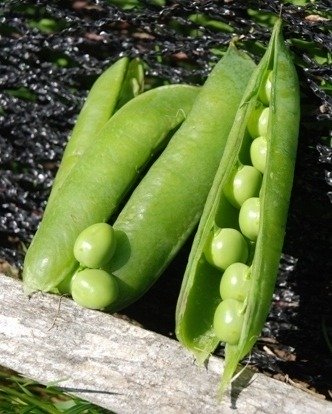 Pea Progress No. 9