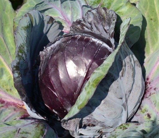 Cabbage Red Rodynda