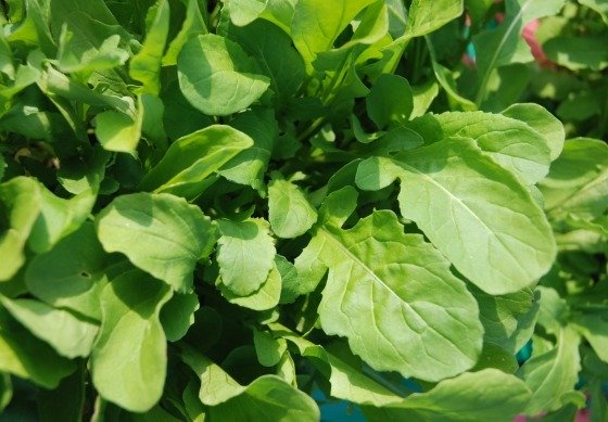 Rocket Rucola