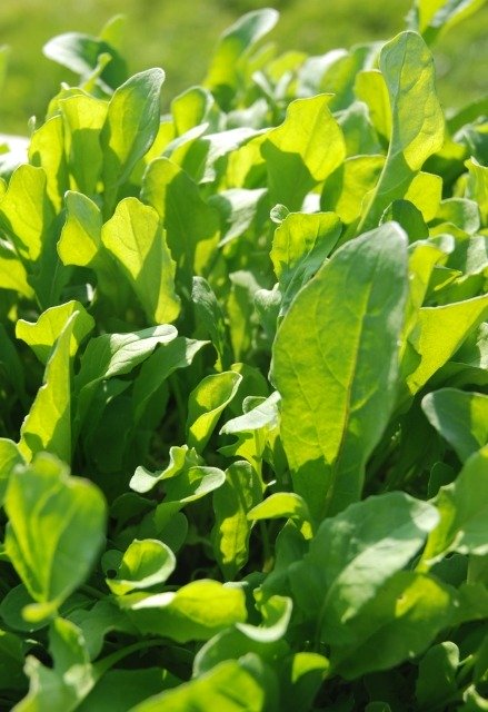 Salad Rocket