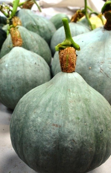 Squash Blue Ballet