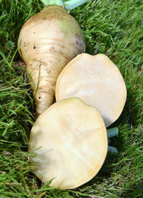 Swede Wilhelmsburger
