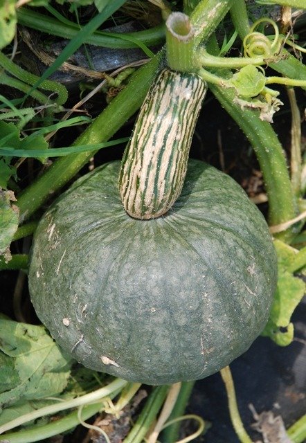 Squash Blue Kuri