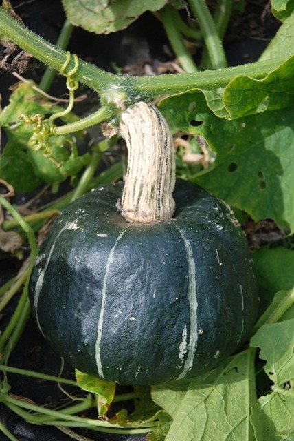 Squash Buttercup