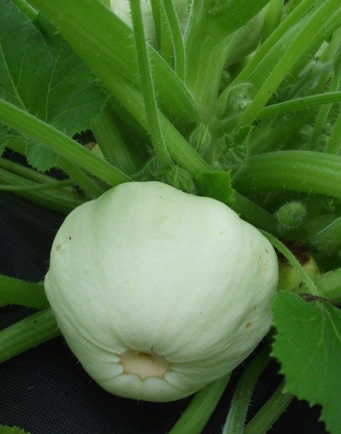 Squash Custard White
