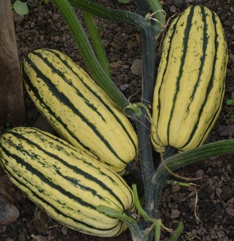 Squash Delicata