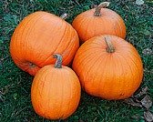 Squash Jack o Lantern