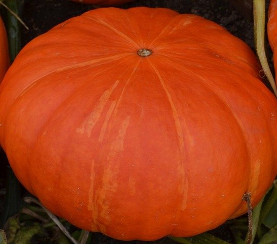Squash Rouge Vif D'etampes