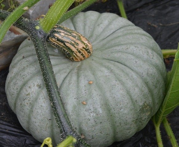 Squash Winter Sweet